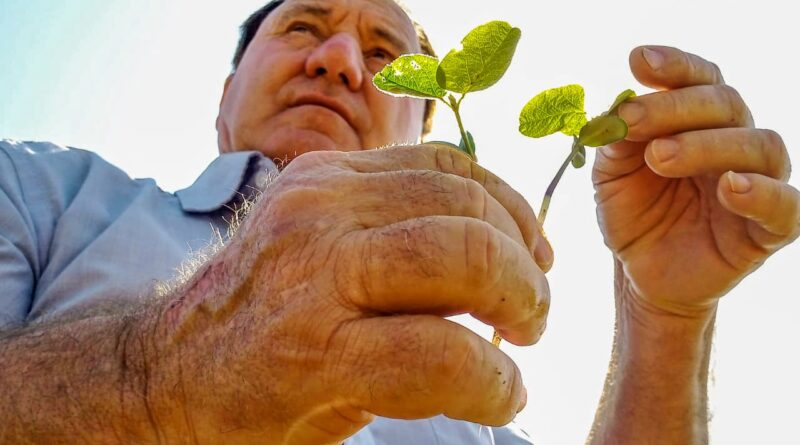 Deral aponta 90% das lavouras de soja em boas condições no Paraná