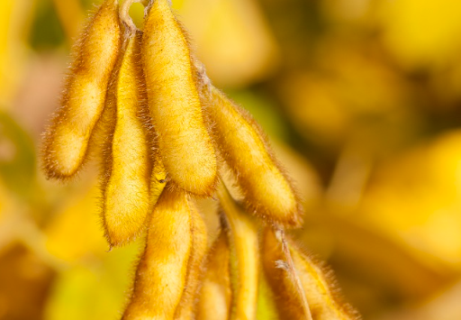 Abiove e tradings desaparecem de site da Moratória da Soja; especialista vê impacto limitado