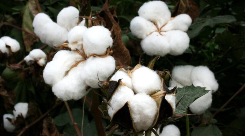 Algodão
