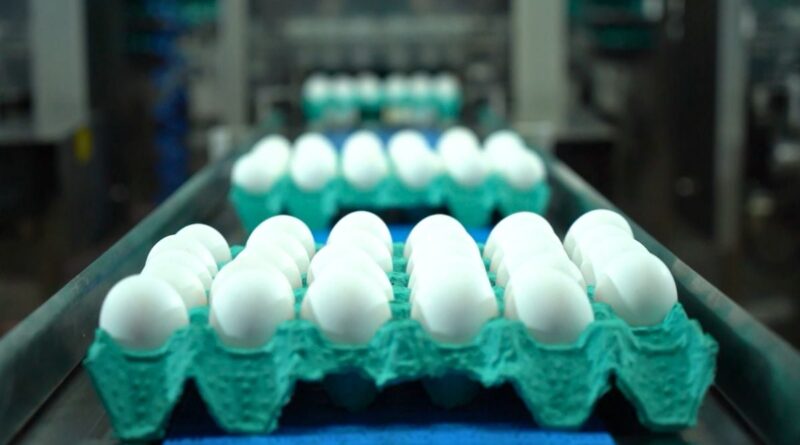 Linha de produção de ovos