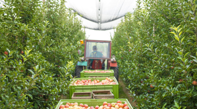 Colheita, pomar, fruticultura, maçã