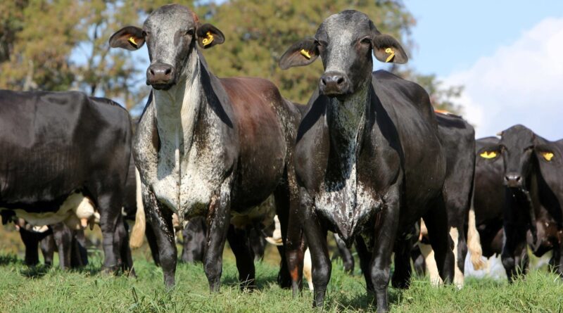 Foto: Divulgação/Associação Brasileira dos Criadores de Girolando.