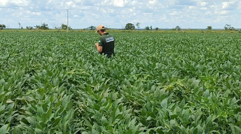 Governo de Goiás alerta produtores para prazo final de cadastro das lavouras de soja