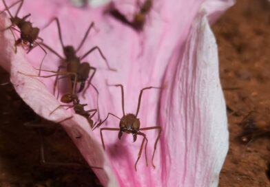 Formigas operárias das saúva-limão (Atta sexdens)