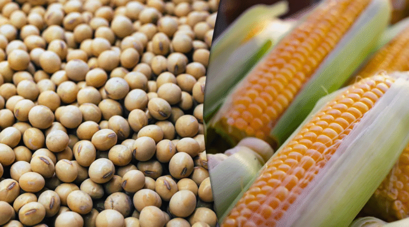 milho-e- soja