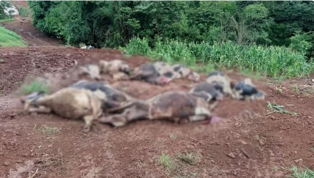 Morte de 48 vacas leiteiras no RS pode ter sido causada por intoxicação em pastagem