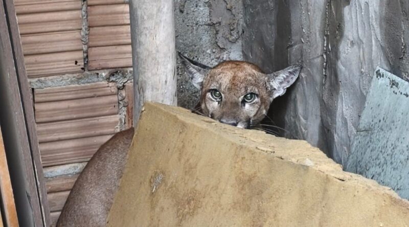 Onça-parda, luís eduardo magalhães, área urbana, resgate, animal silvestre