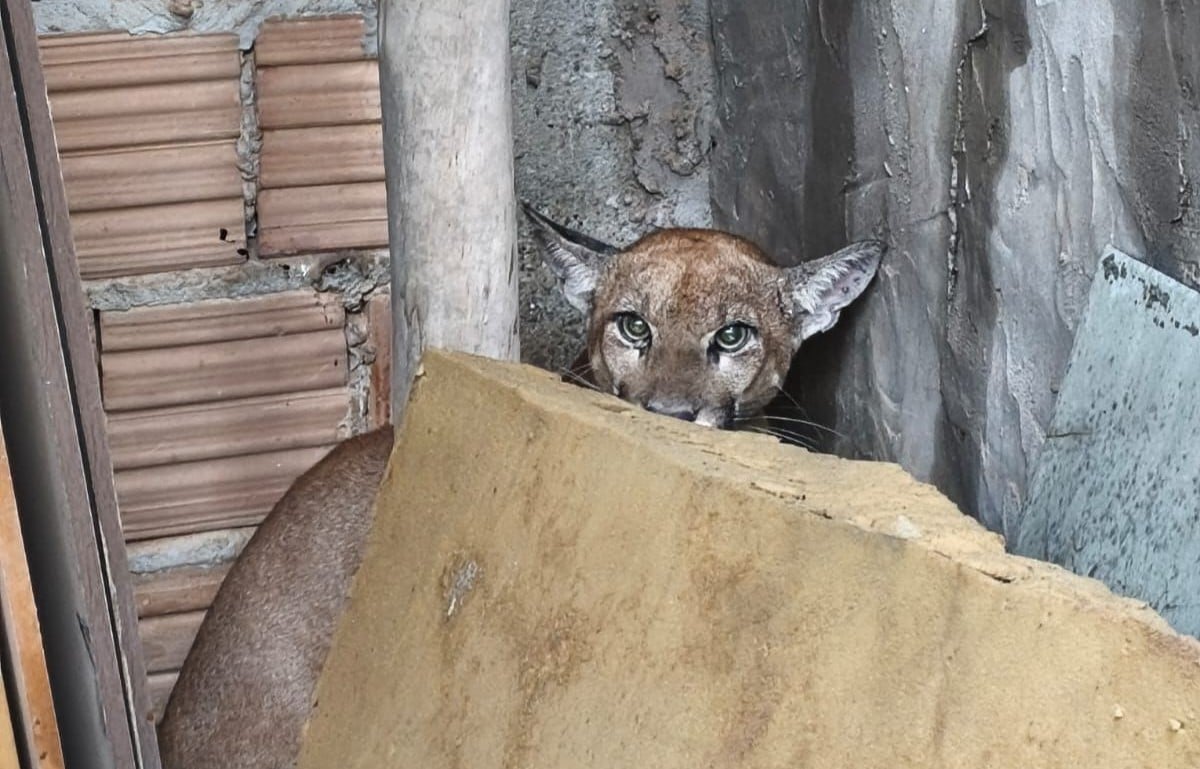 Onça-parda, luís eduardo magalhães, área urbana, resgate, animal silvestre