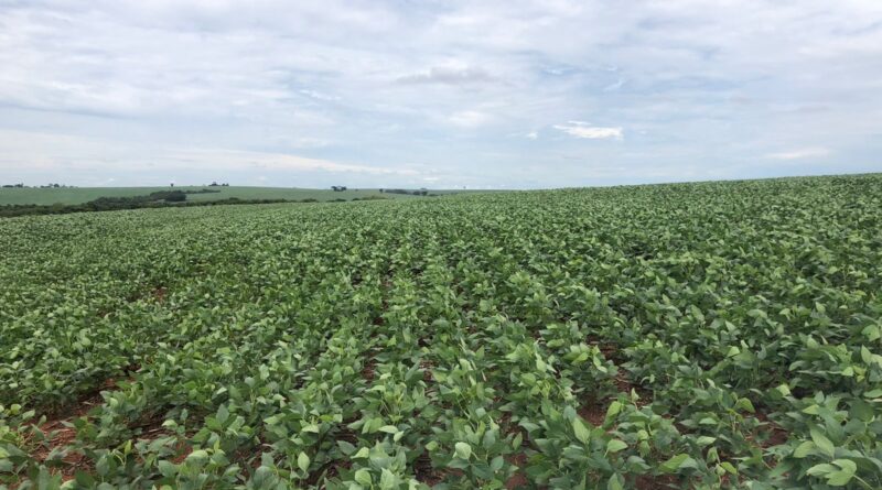 quebra safra paraná, chuvas