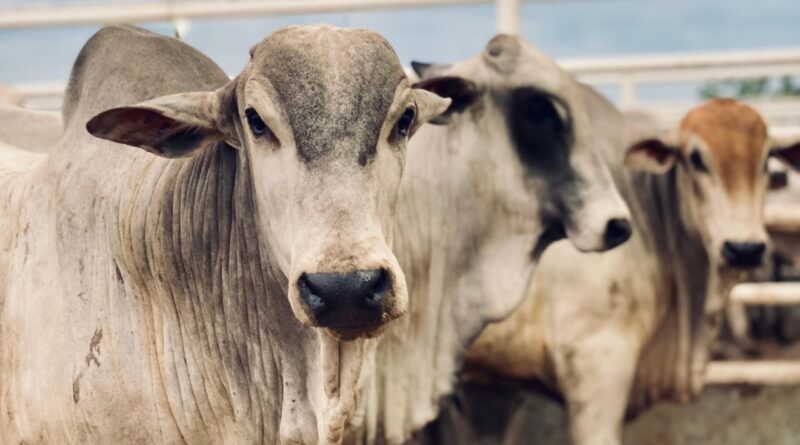 Cria, recria e engorda na pecuária