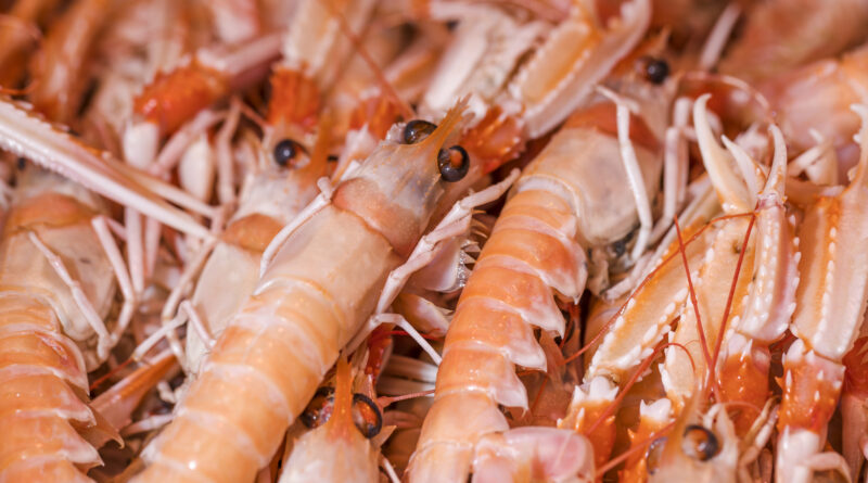 camarão-rosa