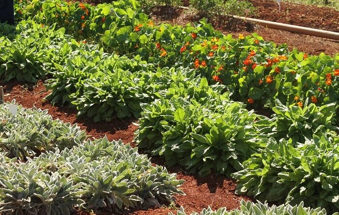 Plantas que quase ninguém reconhece como alimento ganham espaço em São Paulo