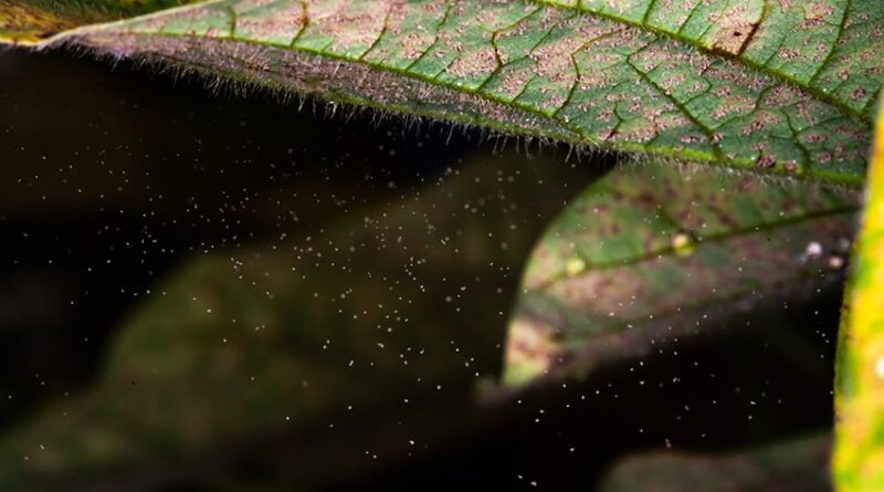 Por que o Paraná lidera registros de ferrugem asiática na safra 25/26?