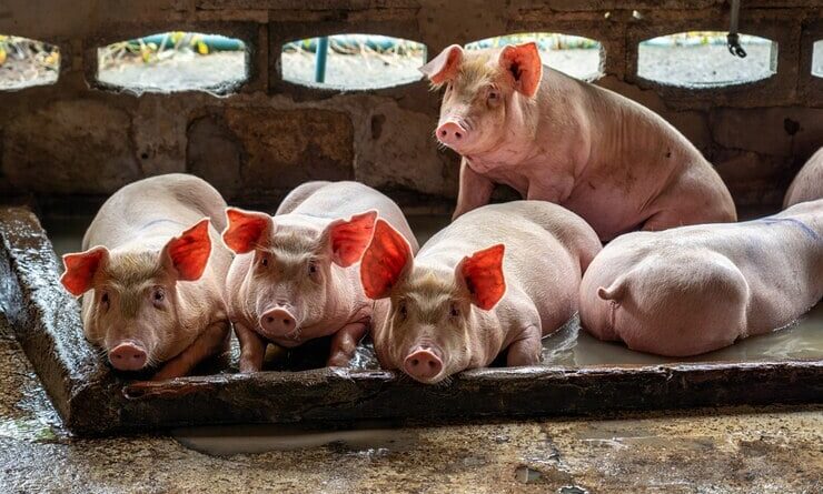 Santa Catarina - suino