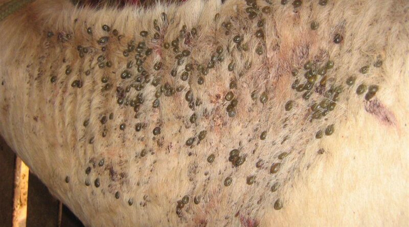 infestação de carrapato bovino
