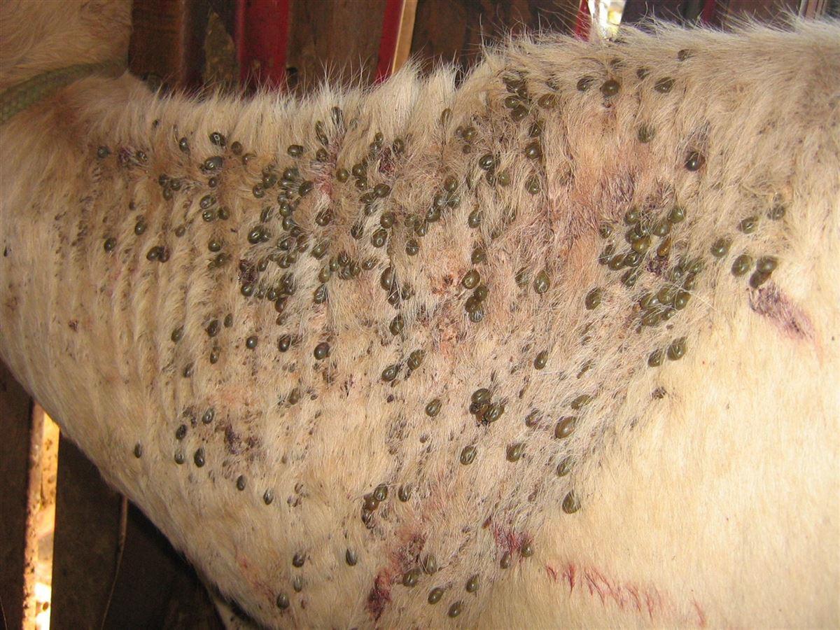 infestação de carrapato bovino