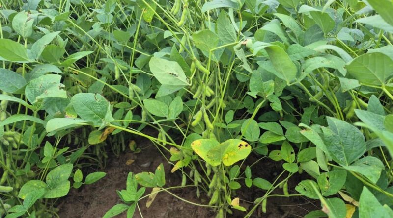 Foco de Ferrugem Asiática no Oeste da Bahia; identificado em laboratório Fundação Bahia