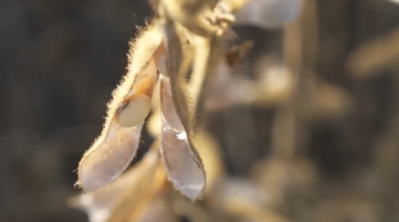 Primeiro programa do ano: Soja Brasil aborda safra recorde, mas alerta para gargalos logísticos