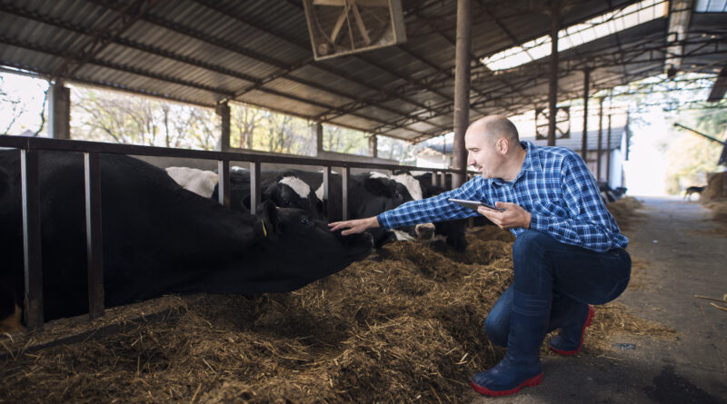 Produção de silagem é estratégica para garantir nutrição do rebanho ao longo do ano