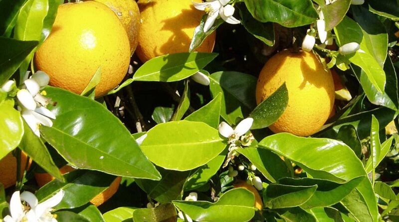 cinturão dos citros se expande para fugir do greening
