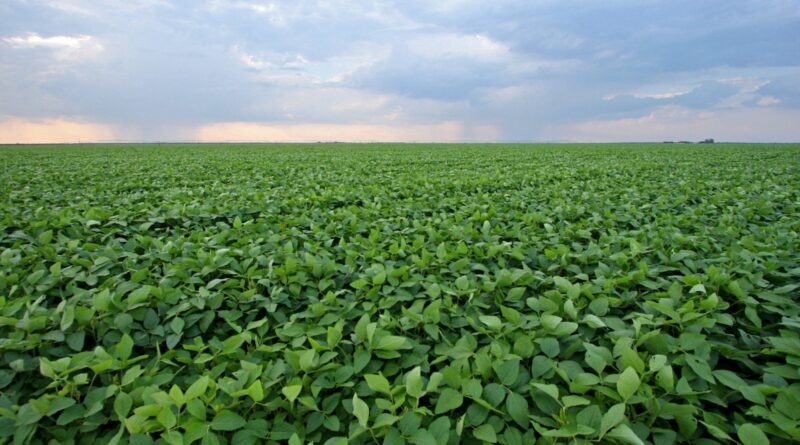Campo de soja, soja,
