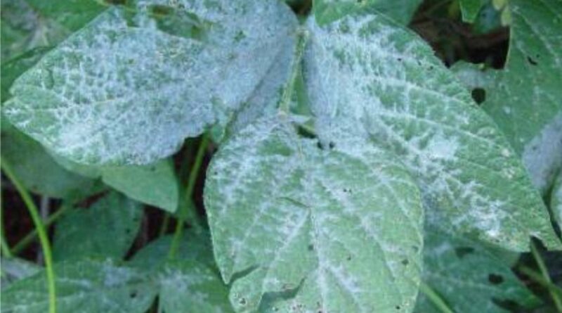 Quais as principais doenças da soja? Embrapa aponta e dá dicas da atenção ao manejo