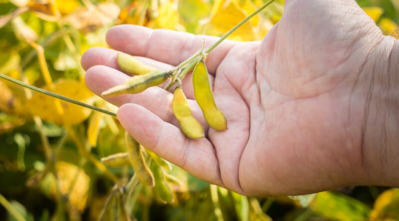 Saiba os preços de soja na primeira sexta-feira de 2026