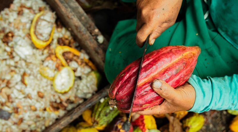 plantação de cacau, pé de cacau, cacauicultura, cacau, commodity, preço, produtores, demanda