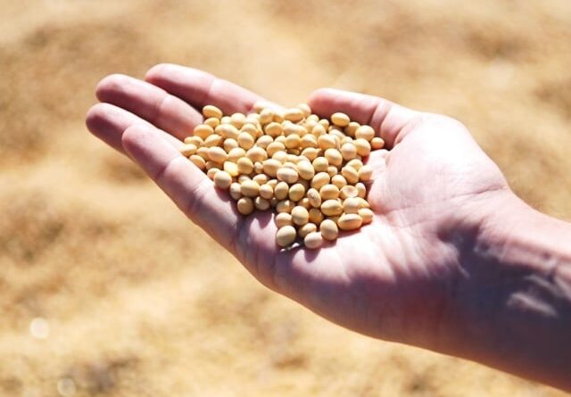 Produtores de soja de MT devem obrigatoriamente cadastrar áreas de cultivo no Indea; saiba prazo