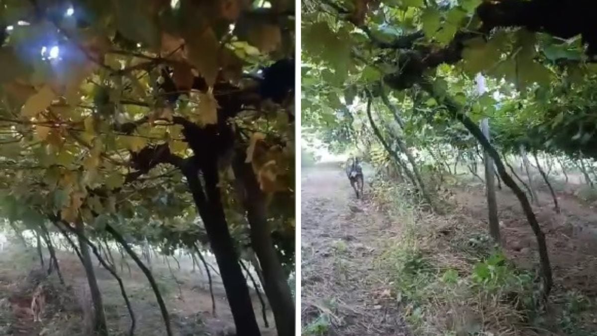 uvas sumiram de parreiral