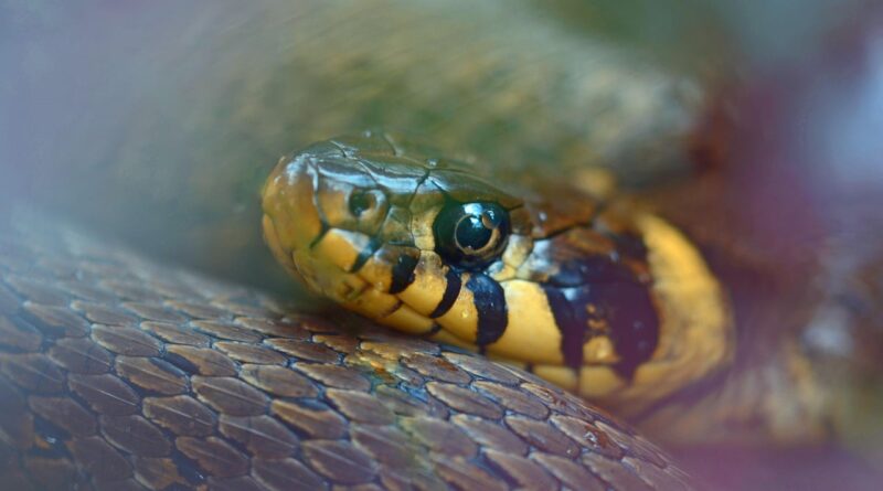 serpentes; cobra d'água