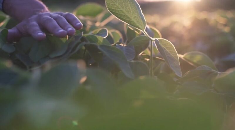 ‘Não está fácil produzir neste momento, por isso, é esperar a colheita para ver os resultados’, aponta Buffon