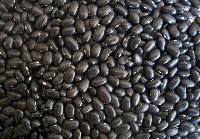 Dia das Leguminosas: feijão preto é sucesso nas mesas do Sudeste; conheça seus benefícios