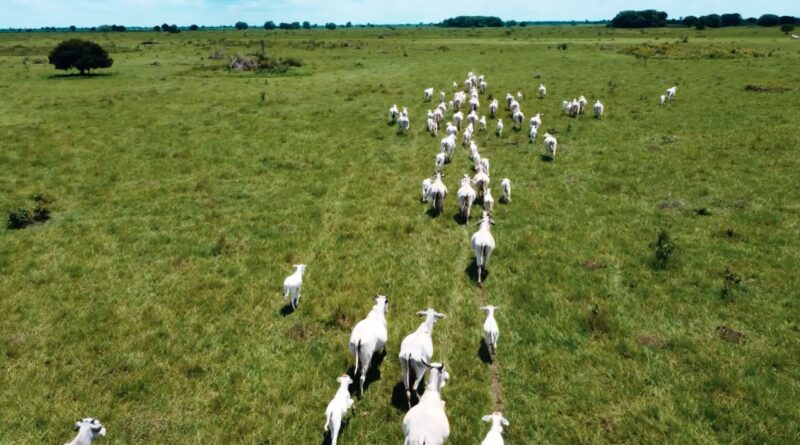 Vacas e novilhas com bezerros ao pé em área de pastagem na fazenda Nova Piratinga. Foto: Reprodução/Giro do Boi